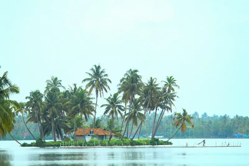 A small island of coconut palms on a calm lake