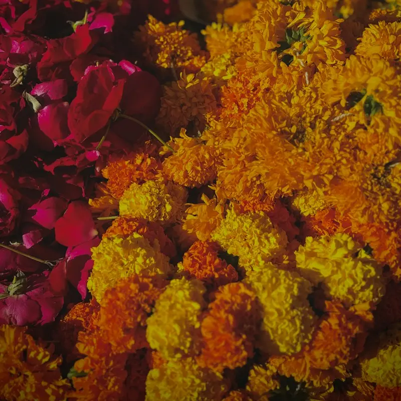 A heap of yellow marigolds and red rose petals